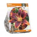 Baltus Lelie Lilium Asiatic Forever Susan bloembollen per 1 stuks